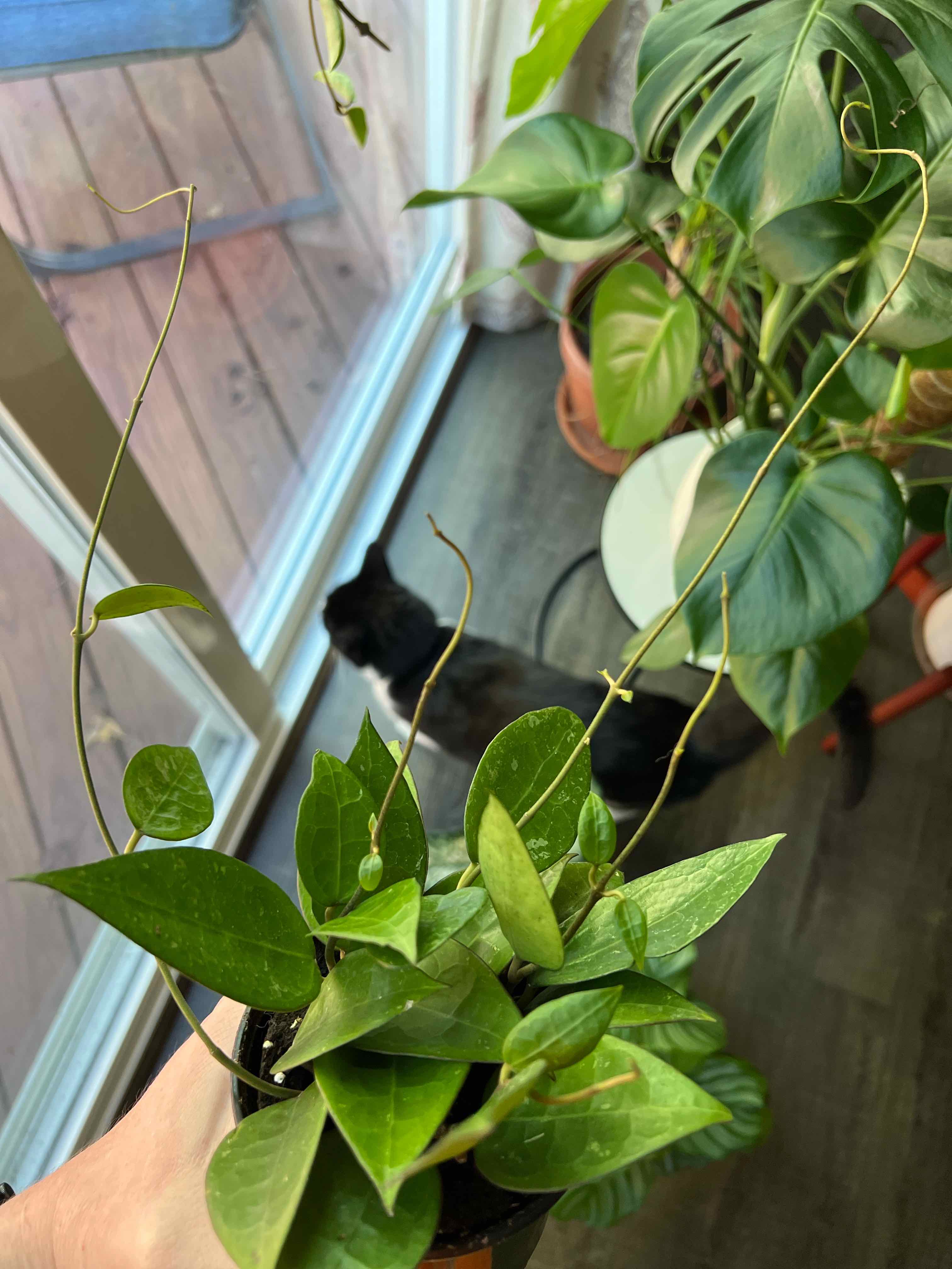 Hoya parasitica 'Black Margin' plant with healthy green leaves, held by a hand, with another plant and a cat in the background.