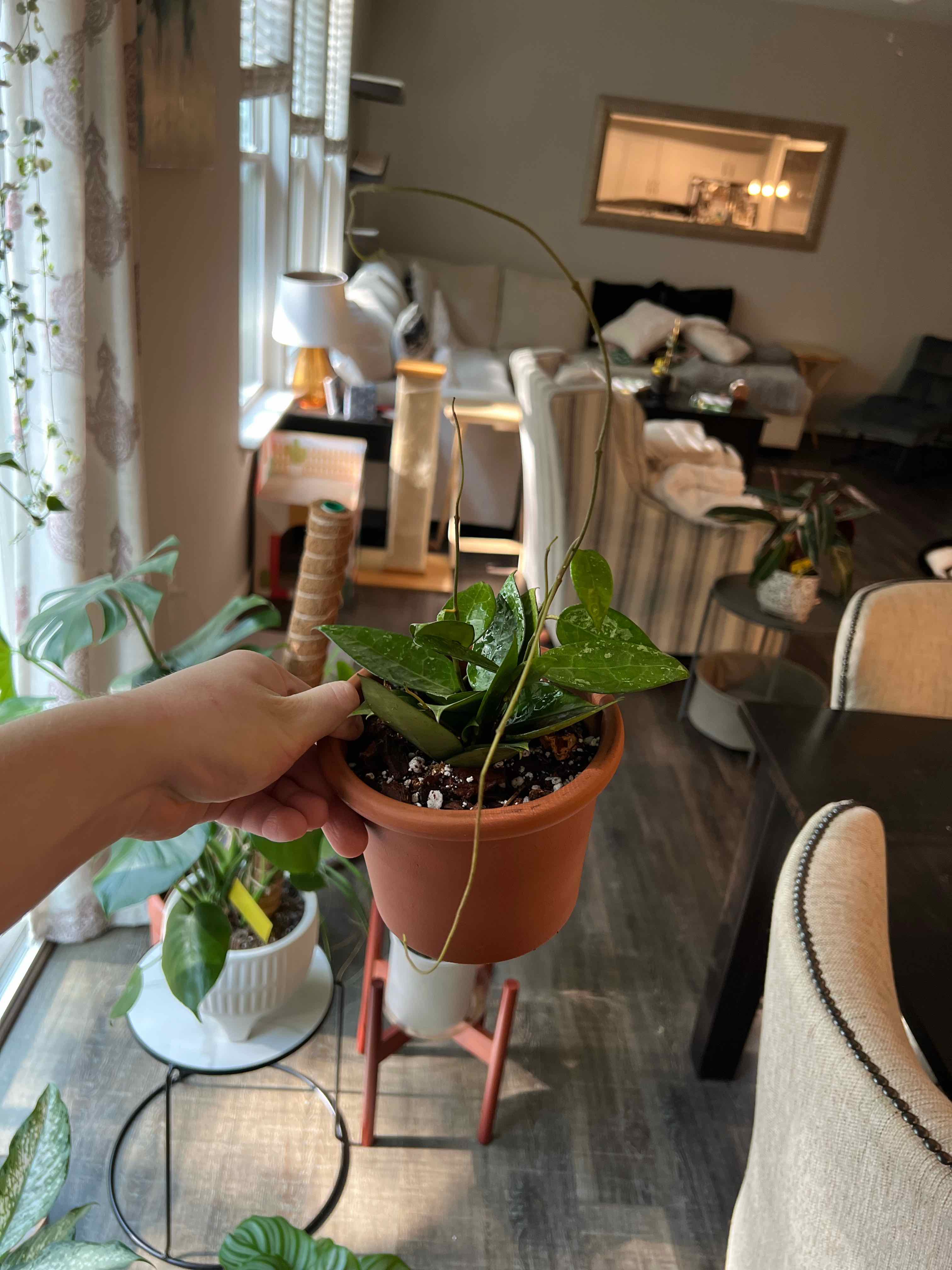 Hoya parasitica 'Black Margin' plant in a pot held by a hand, with visible soil and healthy green leaves.