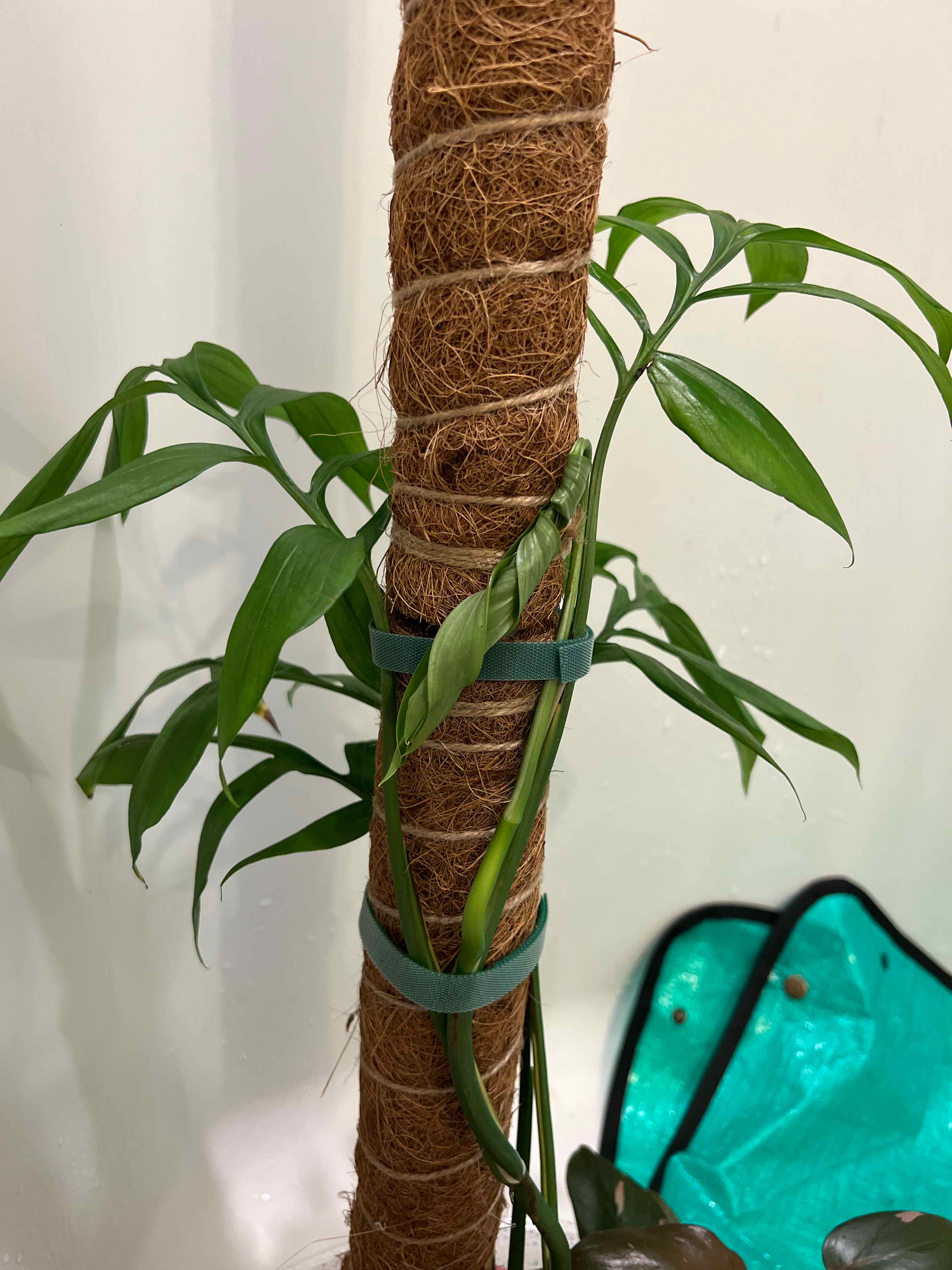 Monstera subpinnata plant climbing a support pole with healthy green leaves.