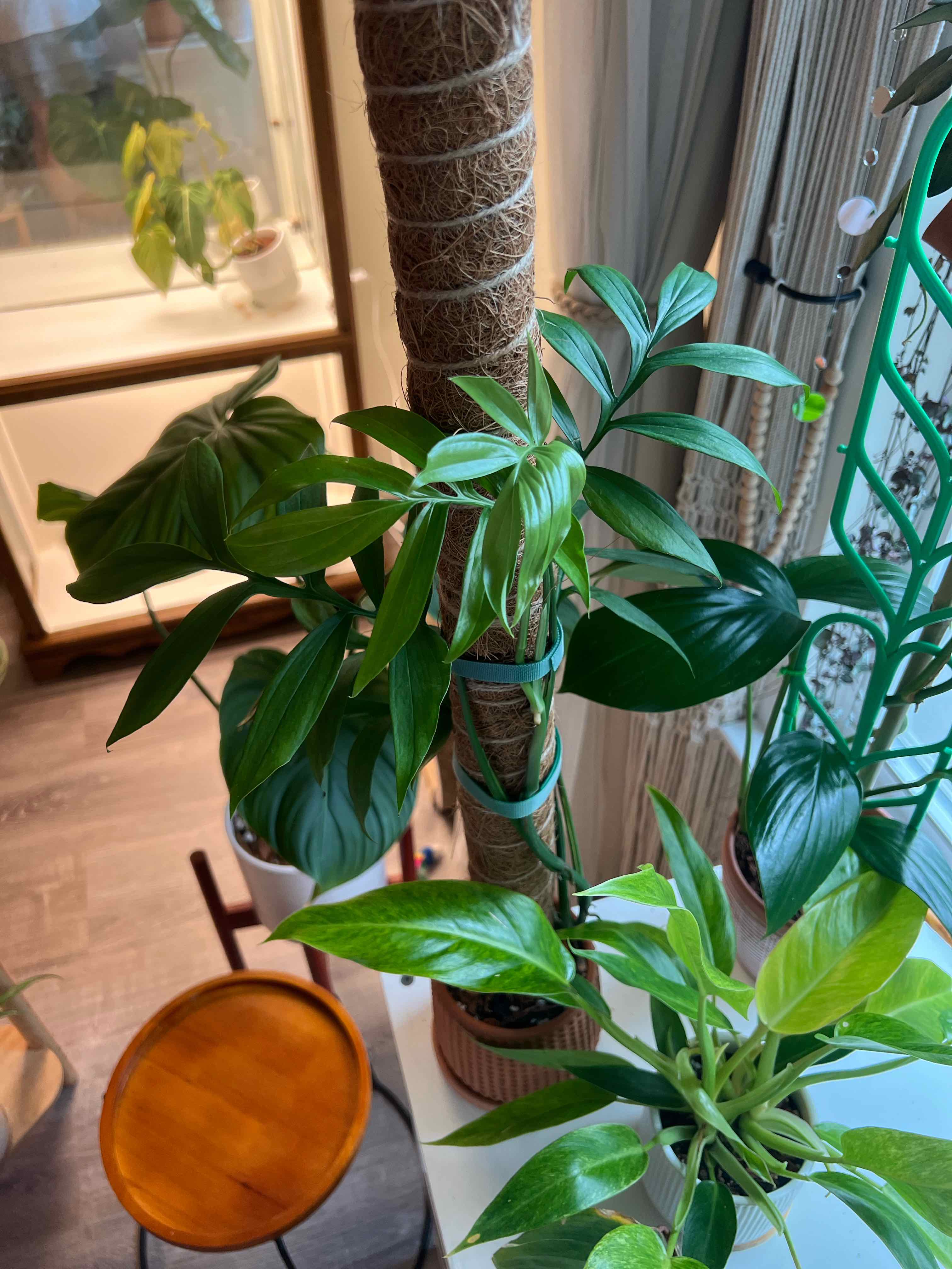 Monstera subpinnata plant supported by a moss pole, with healthy green leaves.