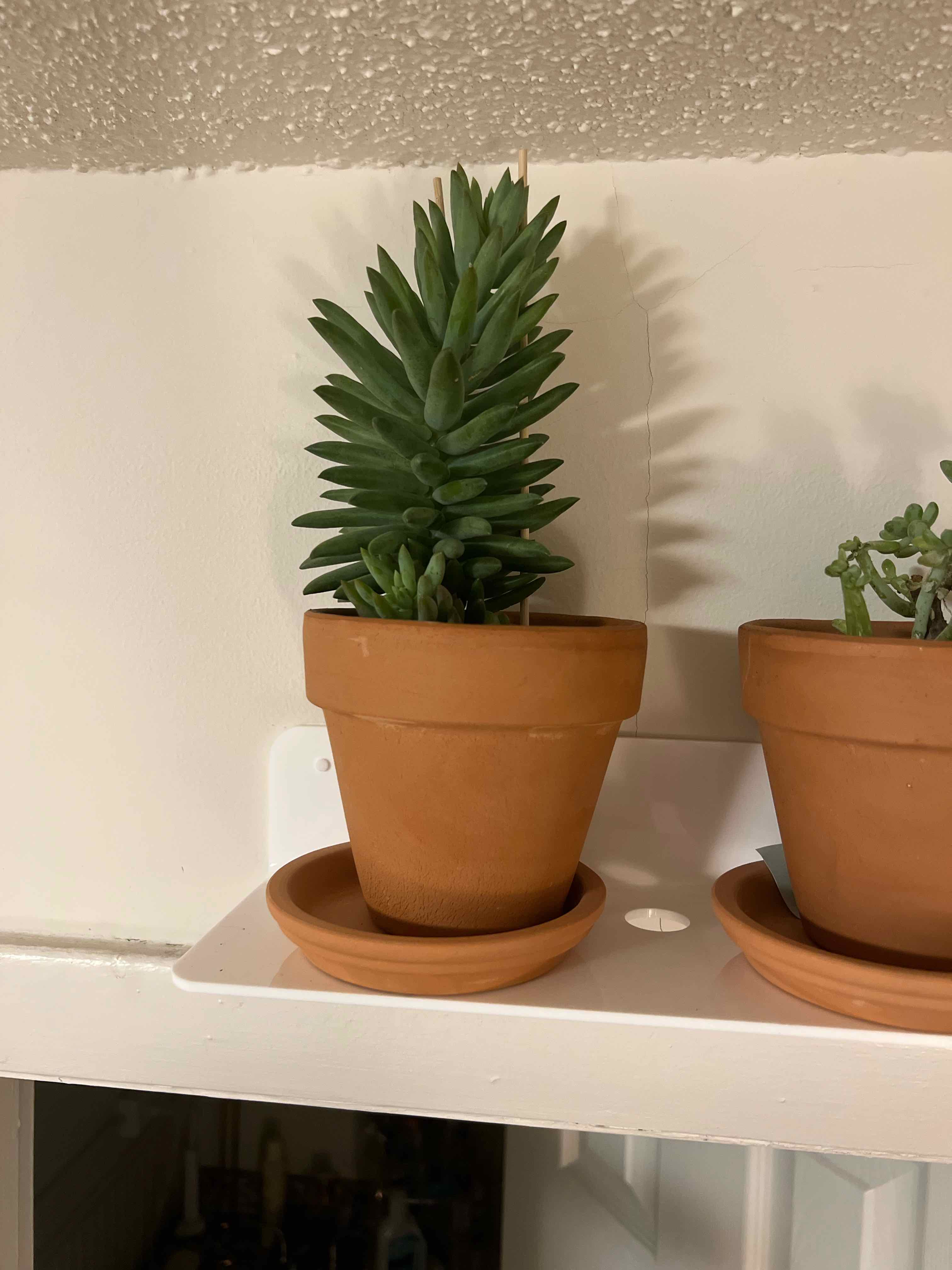 Sedeveria 'Harry Butterfield' plant in a terracotta pot, healthy with no visible issues.