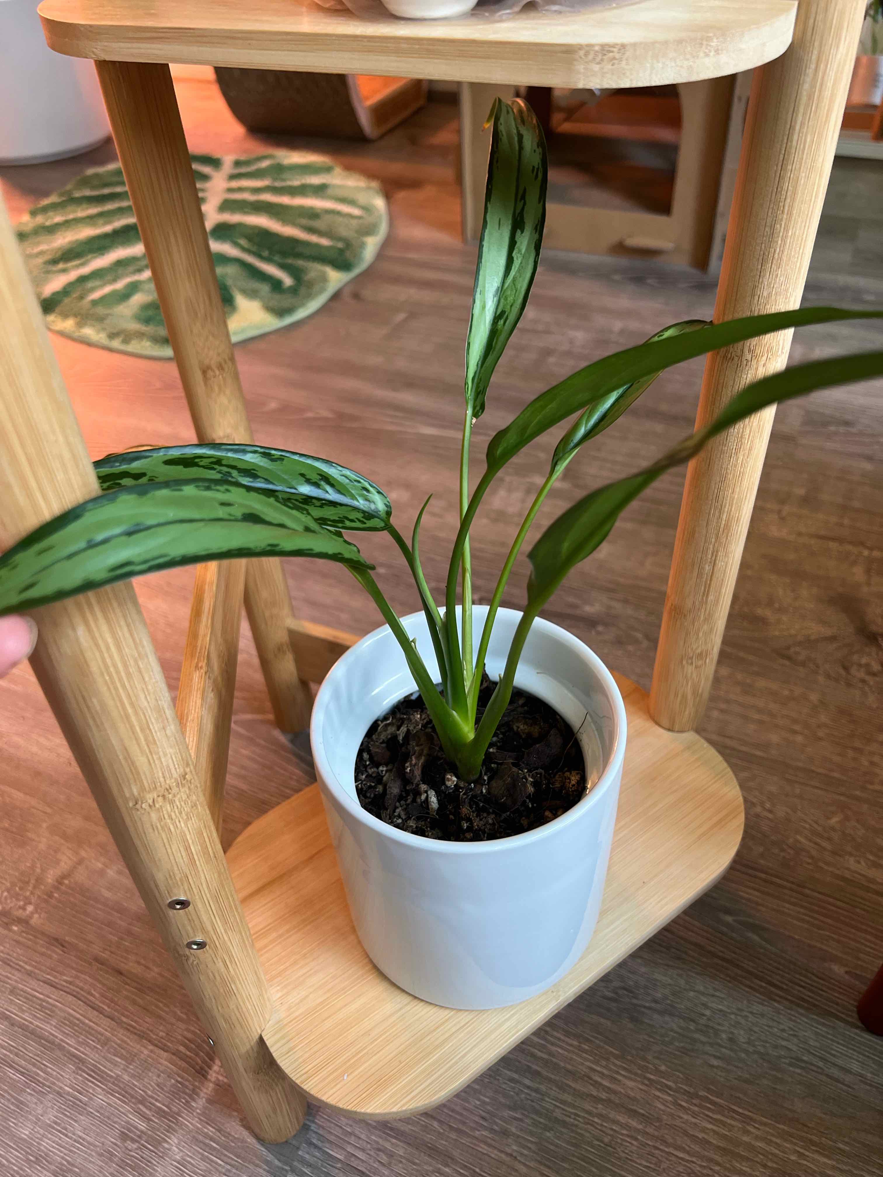 Aglaonema 'Cutlass' plant in a white pot on a wooden shelf, healthy green leaves.