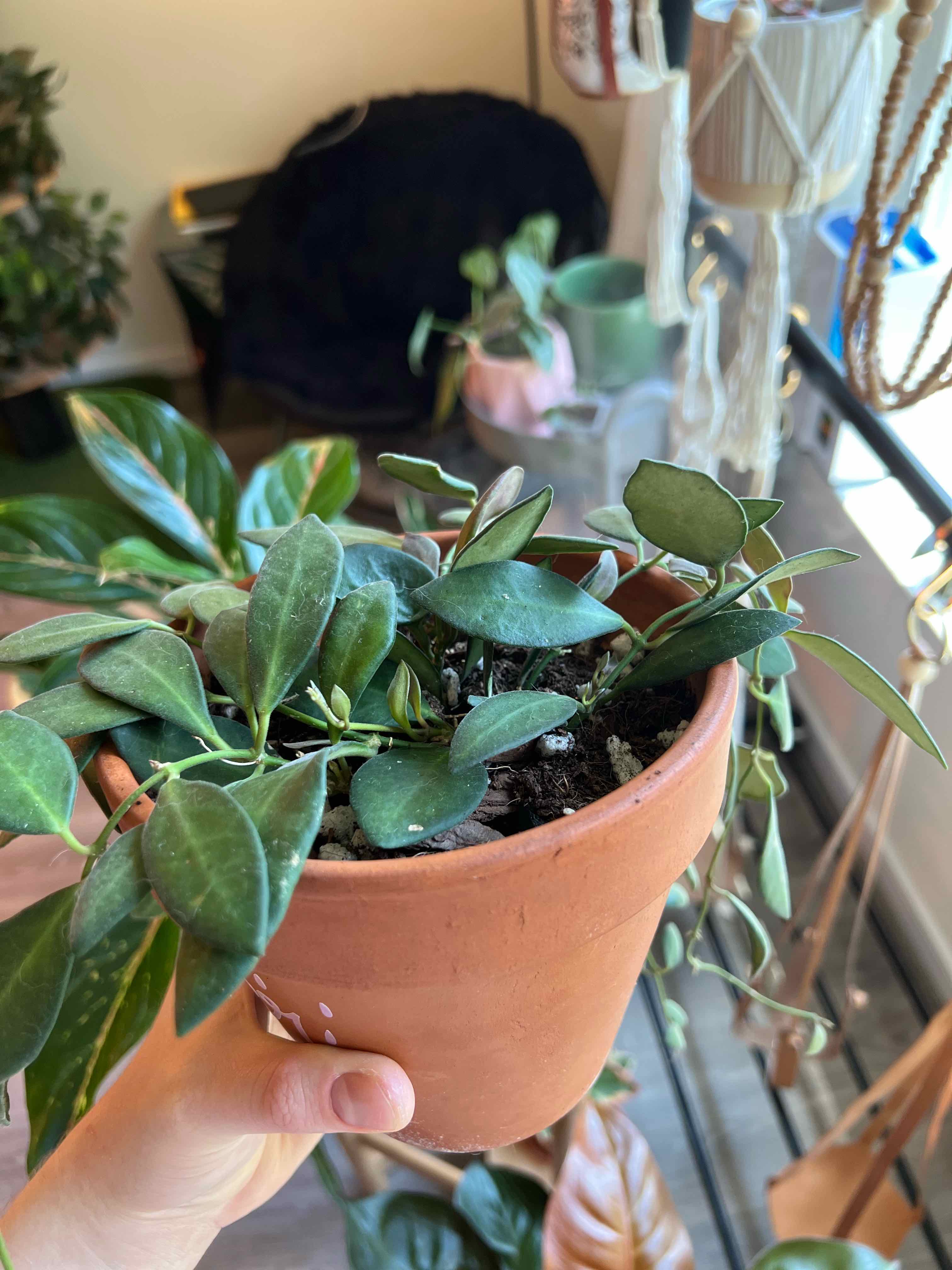 Potted Hoya bilobata plant with green leaves, held by a hand.