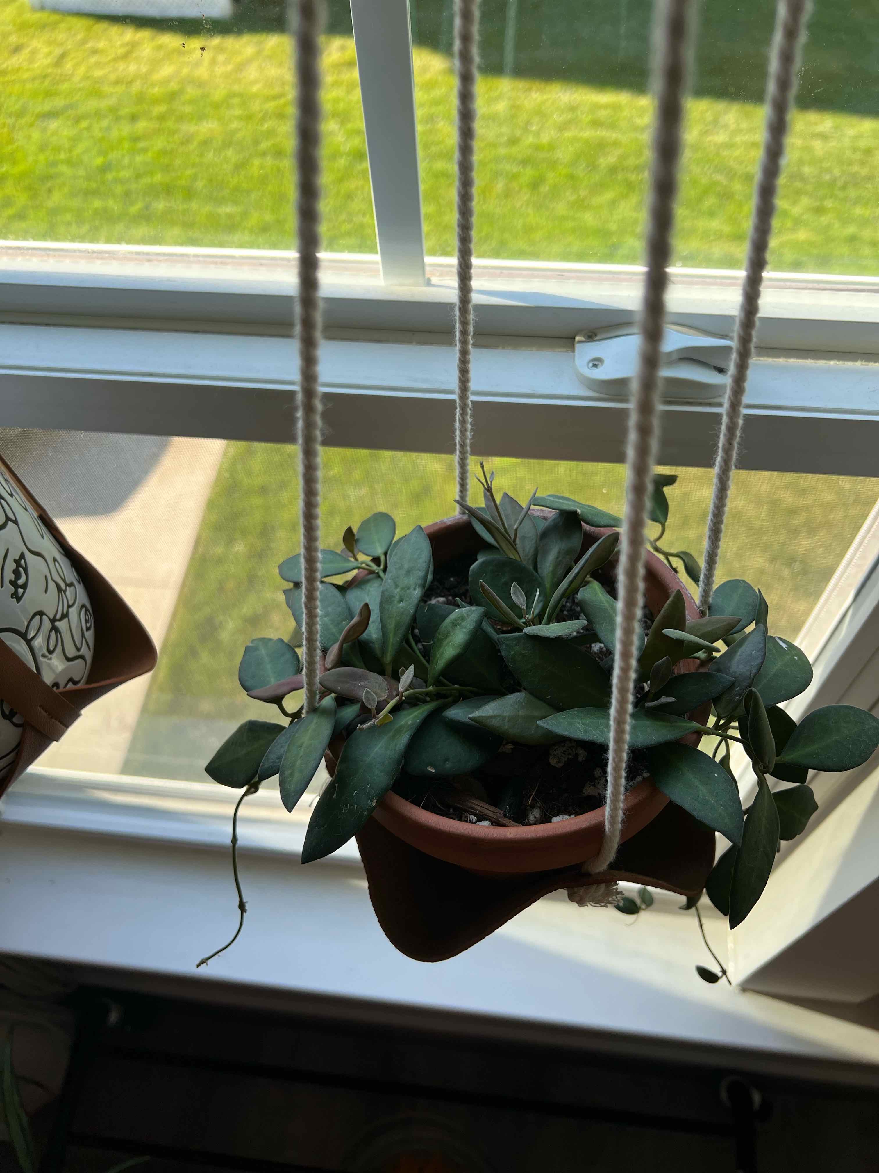 Hoya bilobata plant hanging in a pot near a window, appears healthy with green leaves.
