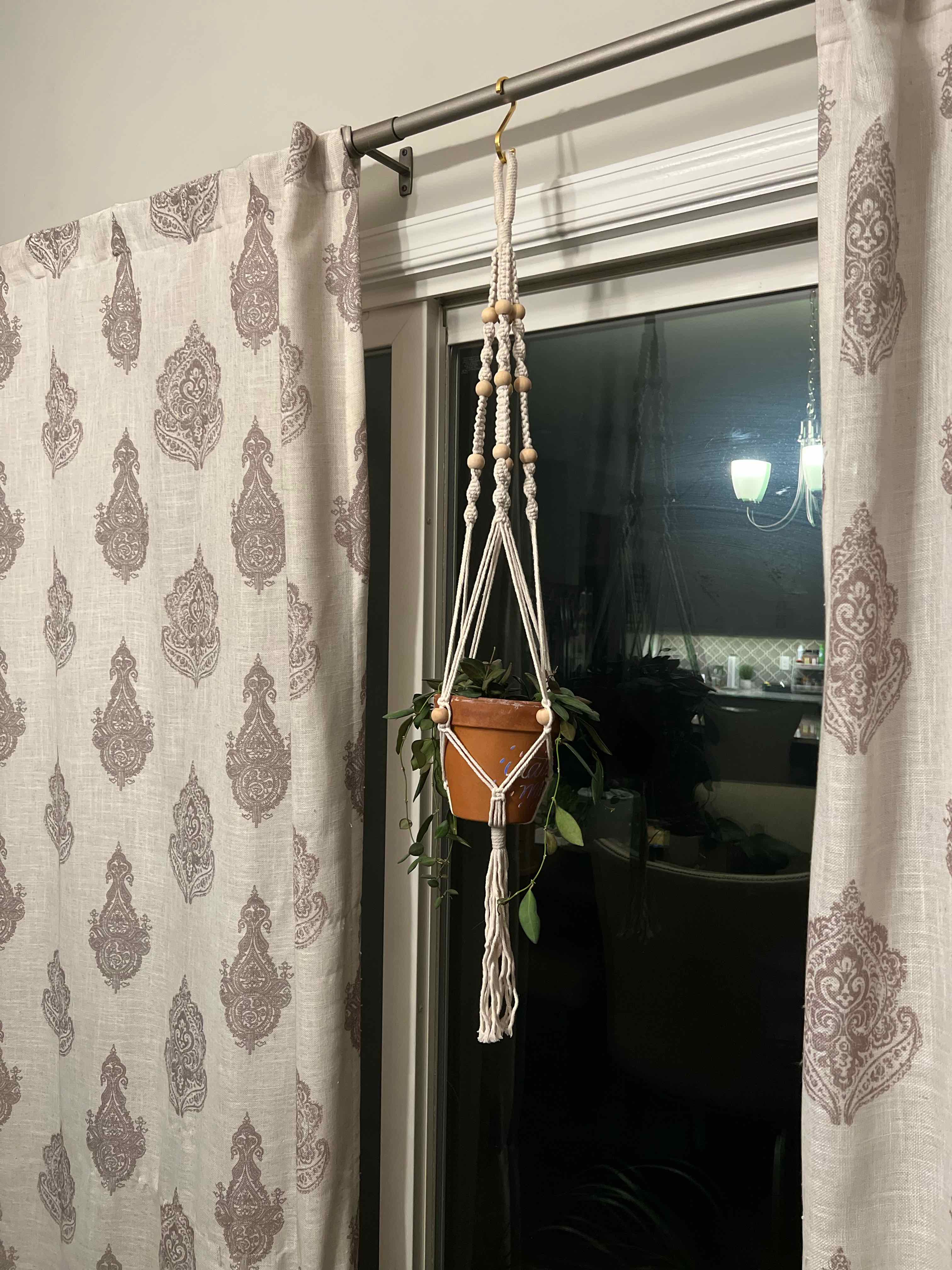 Hoya bilobata plant in a macrame holder near a window, appears healthy.
