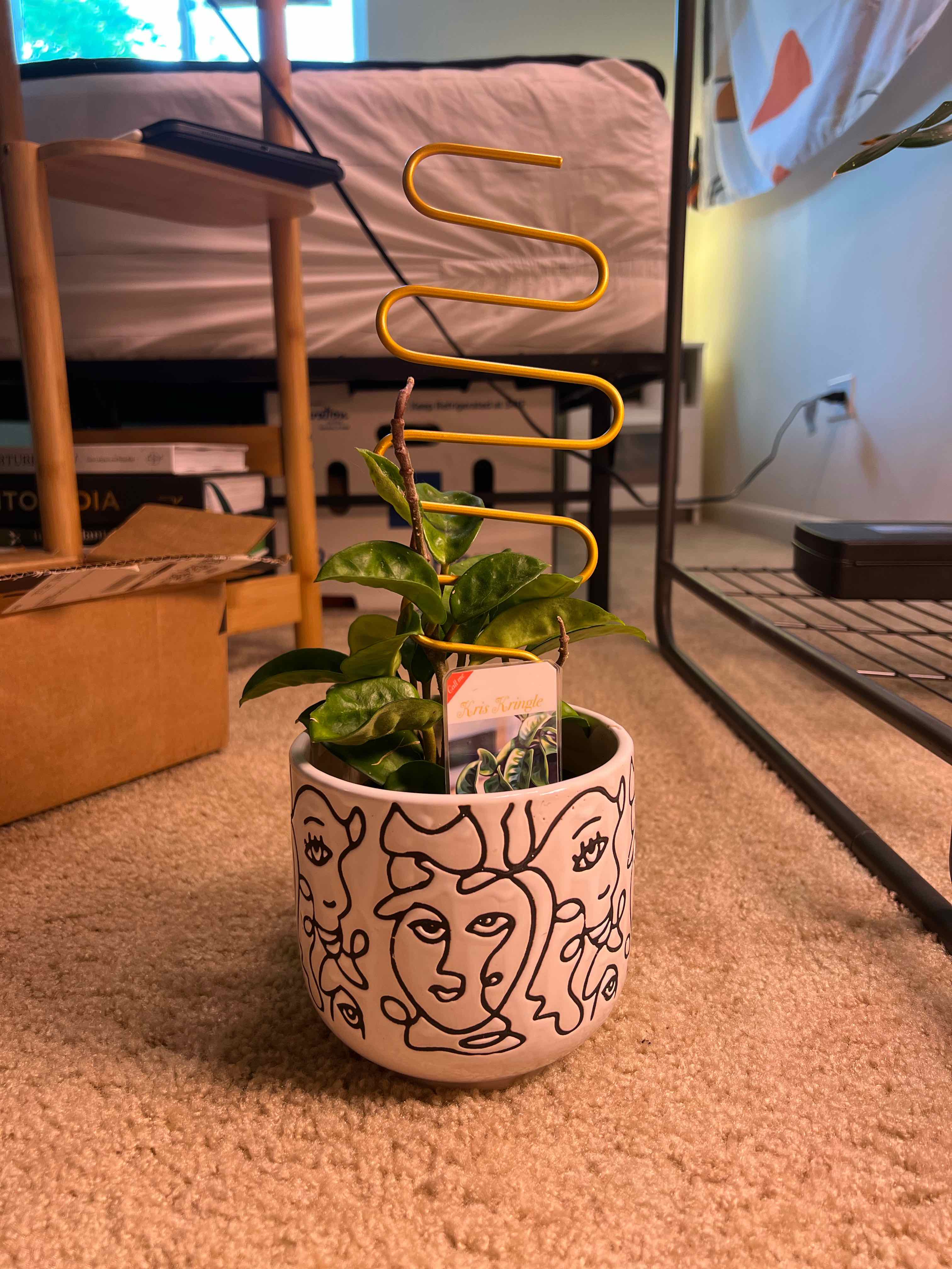 Potted Hoya Carnosa Krinkle 8 plant indoors in a decorative pot.