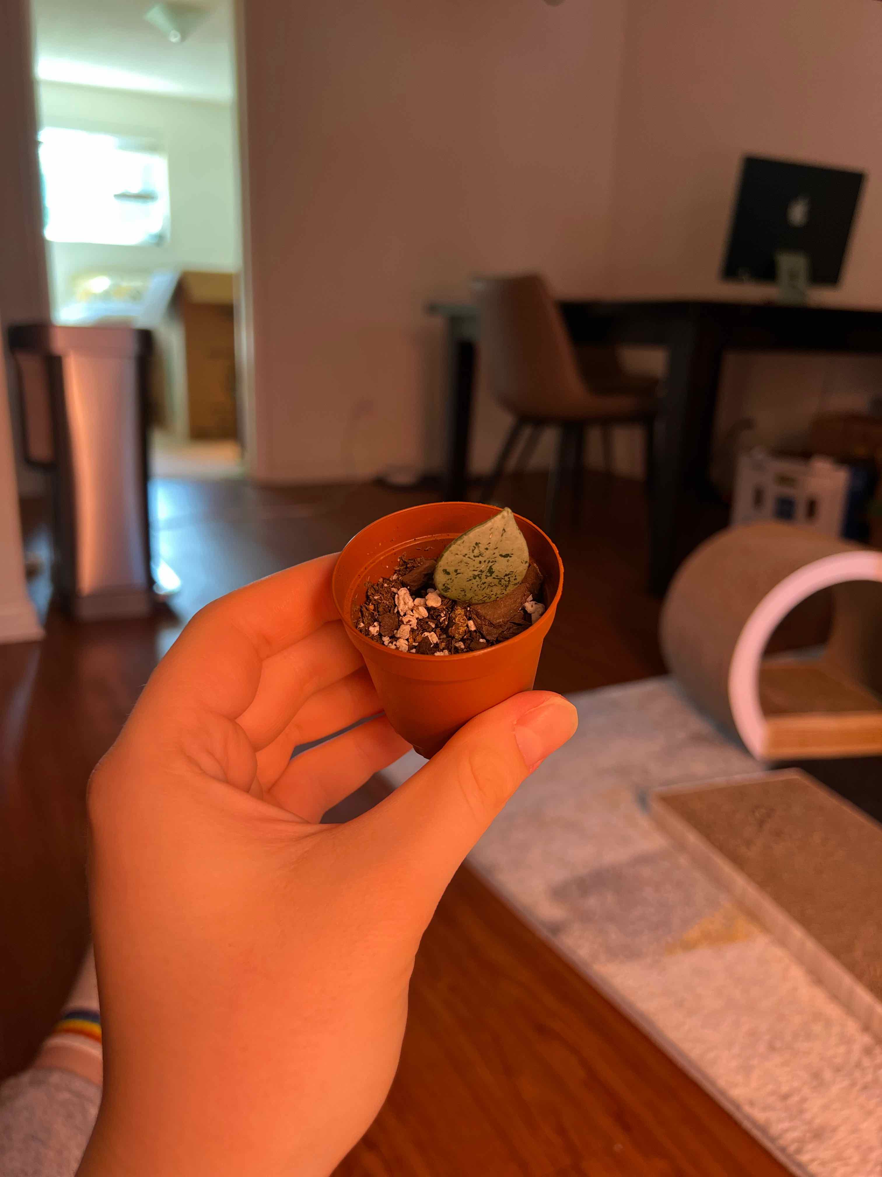 A young Hoya khroniana Silver Splash plant in a small pot, held by a hand.