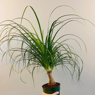 Ponytail Palm plant in Chesterfield, Virginia