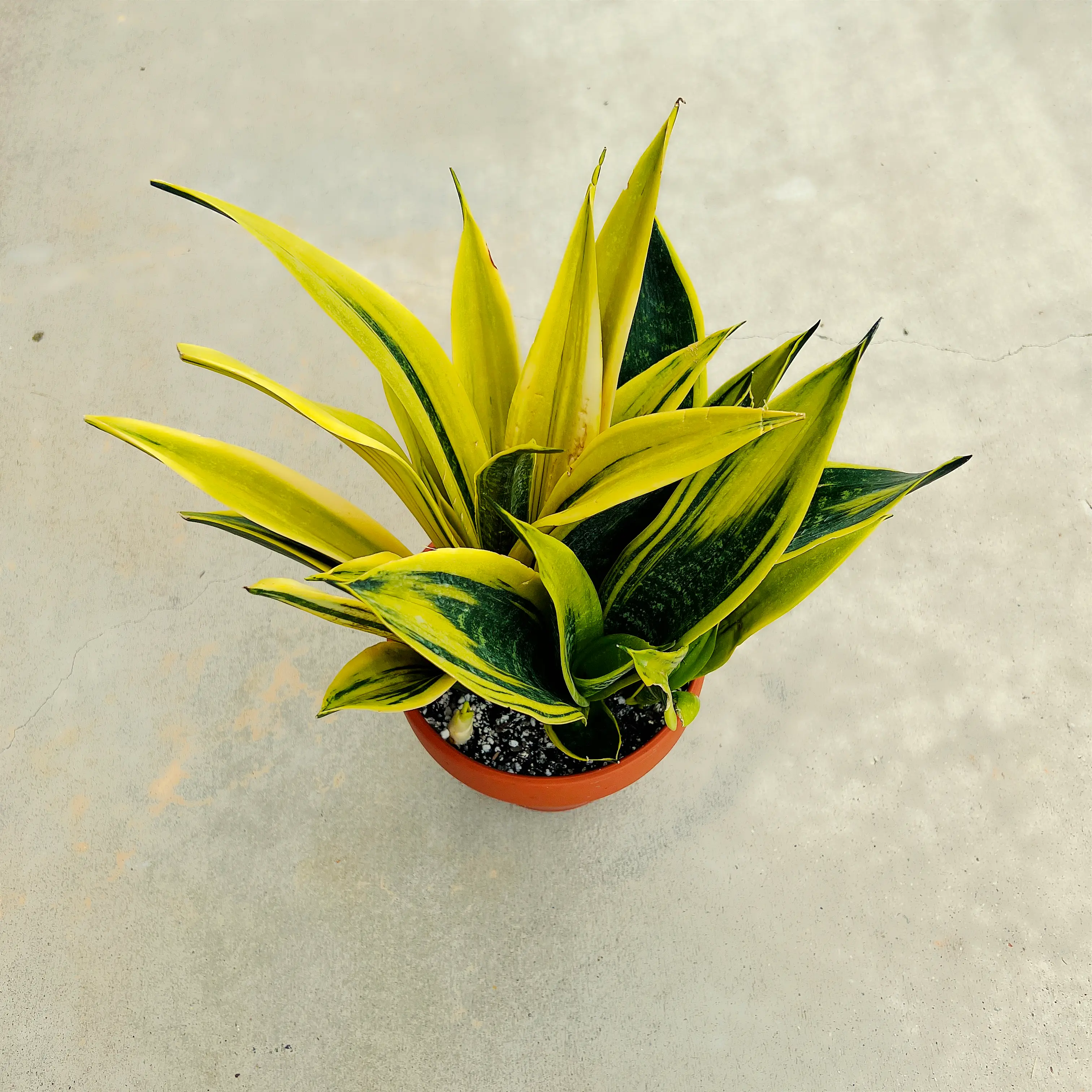 Golden Flame Snake Plant in a pot with vibrant yellow and green leaves.
