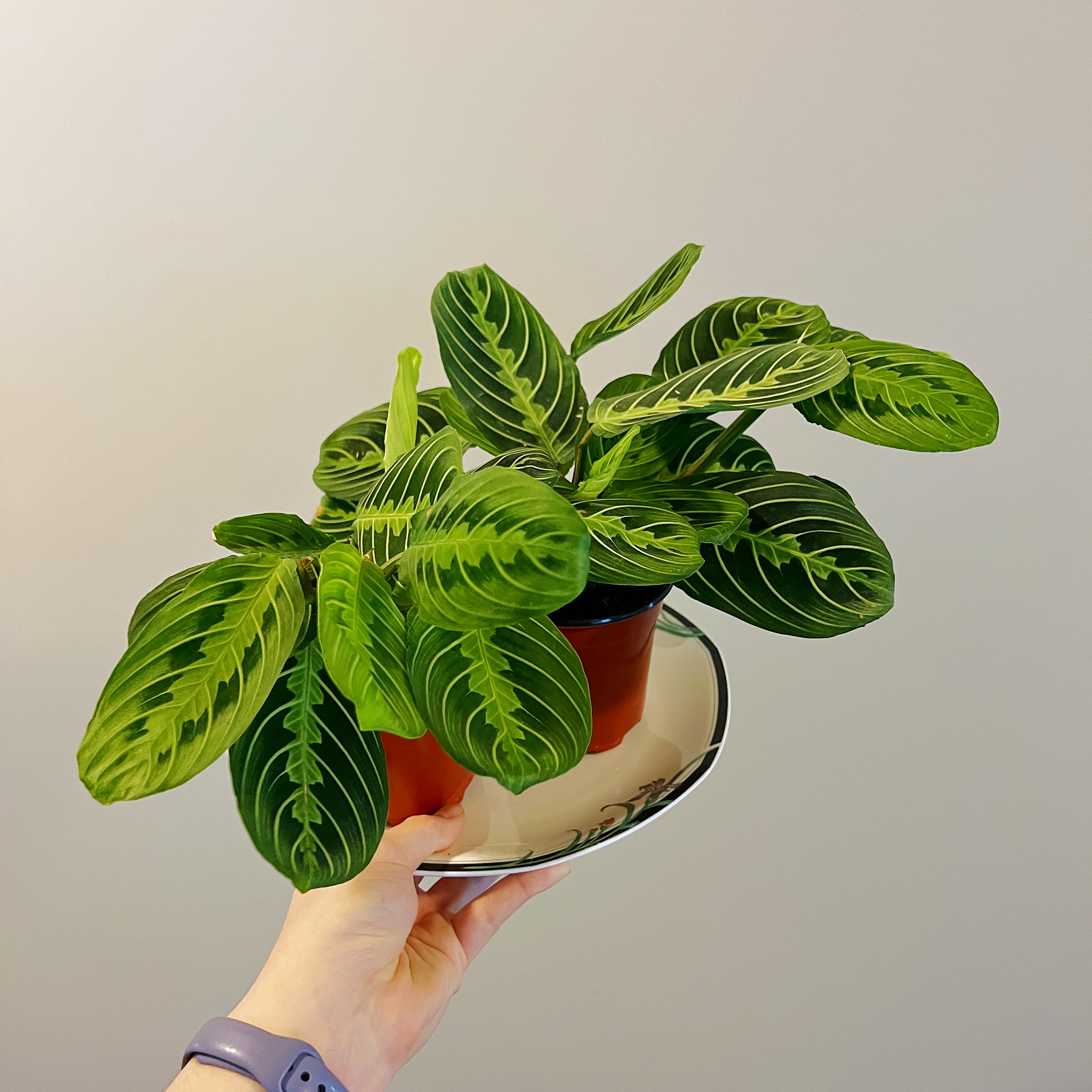 Lemon Lime Prayer Plant in a pot, held by a hand. The plant appears healthy.