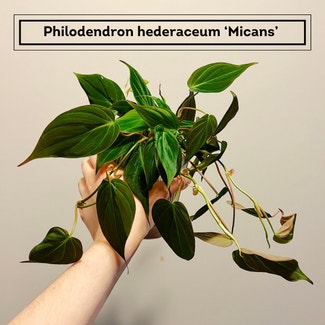 Philodendron Micans plant in Chesterfield, Virginia