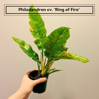 Philodendron 'Ring of Fire' plant in Chesterfield, Virginia
