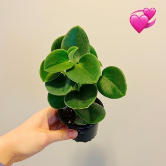 Felted Peperomia plant in Chesterfield, Virginia