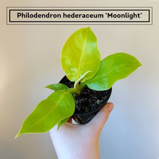 Philodendron 'Moonlight' plant in Chesterfield, Virginia