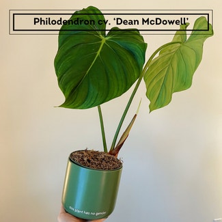 philodendron mcdowellii plant in Chesterfield, Virginia