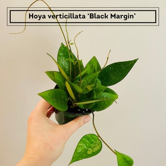 Hoya Black Margin plant in Chesterfield, Virginia