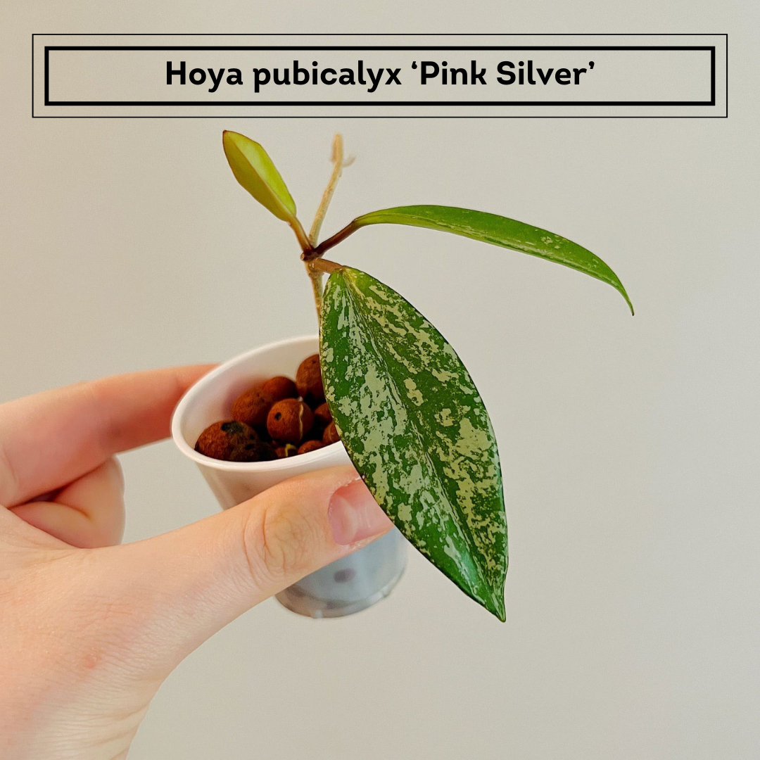 Photo of the plant species Pink Silver Pubicalyx by @hoyahead named (hoya) Rose on Greg, the plant care app
