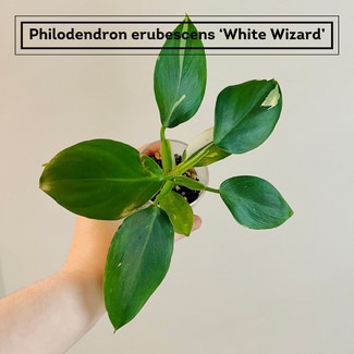 Philodendron 'White Wizard' plant in Chesterfield, Virginia