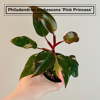 Pink Princess Philodendron plant in Chesterfield, Virginia