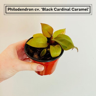 Philodendron erubescens 'Black Cardinal x Caramel' plant in Chesterfield, Virginia