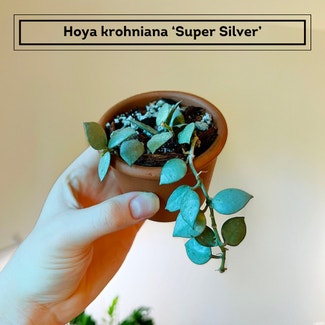 Super Silver Hoyaa Krohniana plant in Chesterfield, Virginia