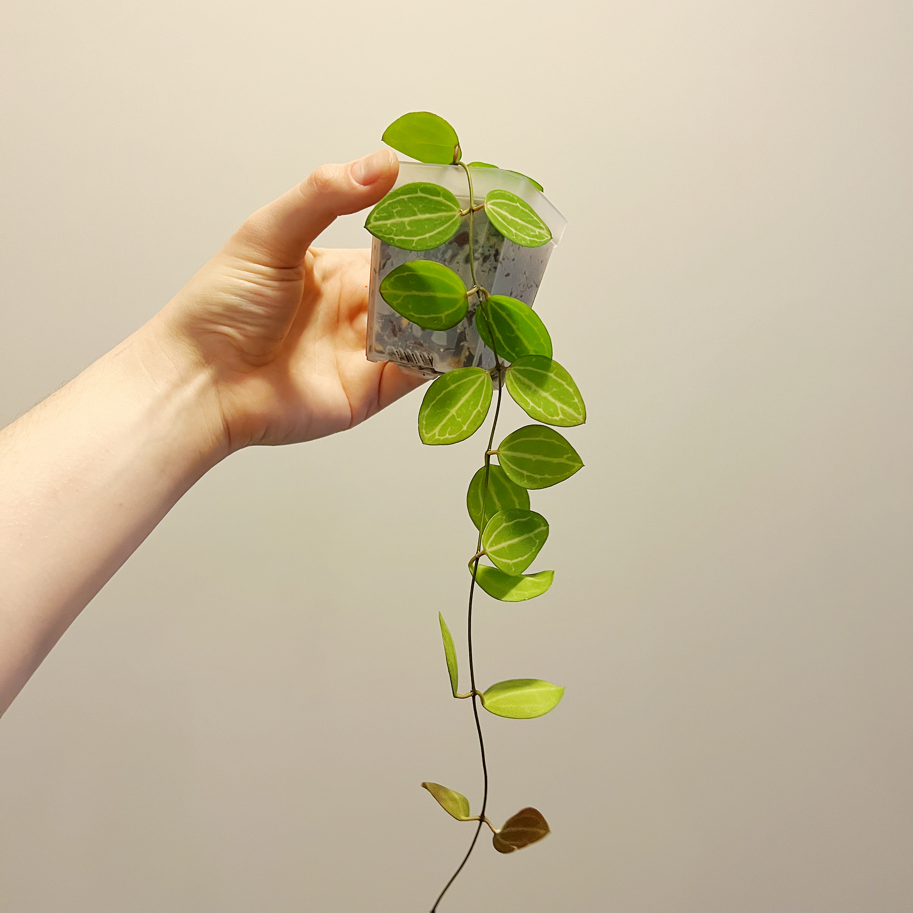 Hand holding a healthy Watermelon Dischidia plant in a small pot.