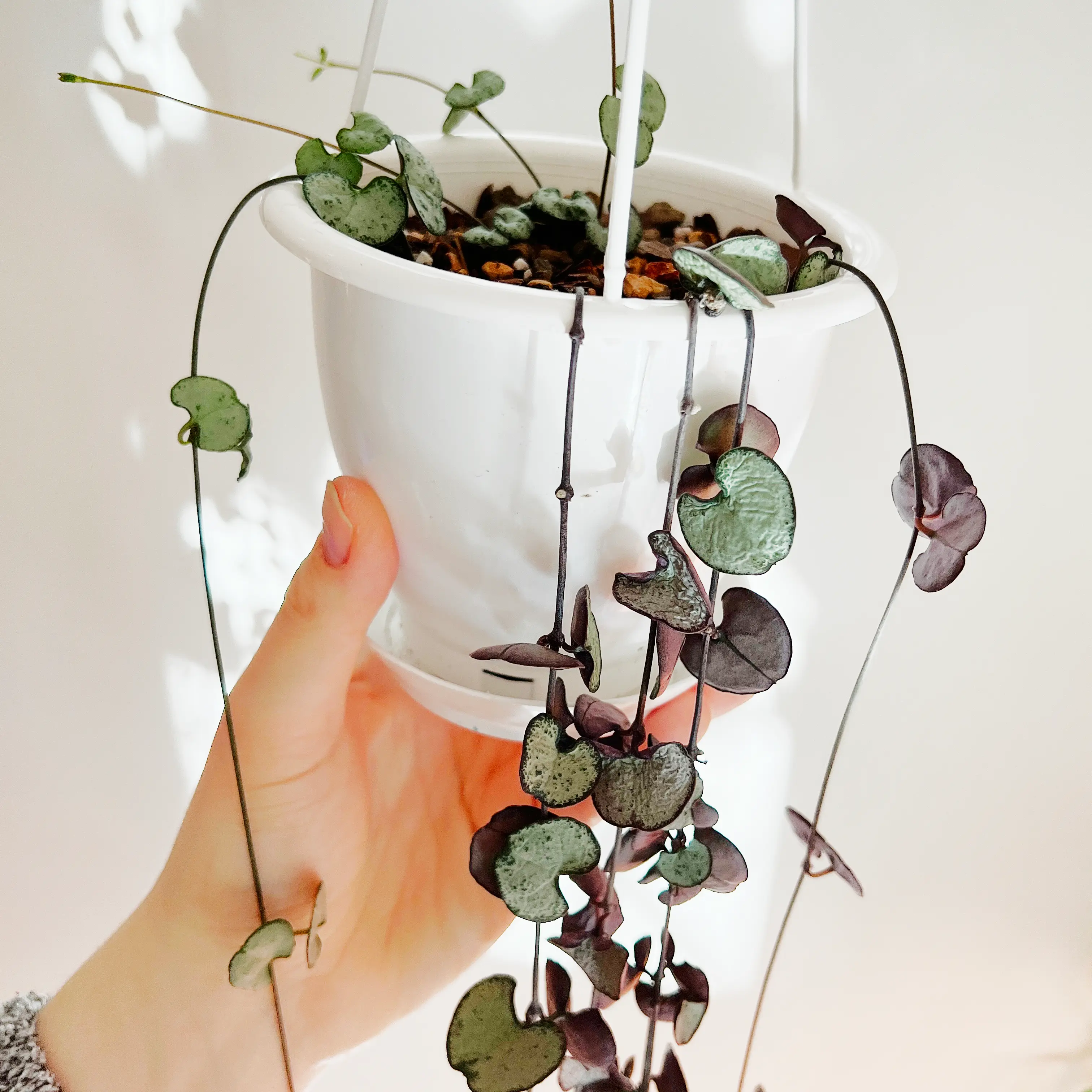 String of Hearts 'Silver Glory' plant in a white hanging pot, held by a hand.