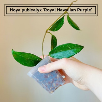 Hoya publicalyx 'Royal Hawaiian Purple' plant in Chesterfield, Virginia
