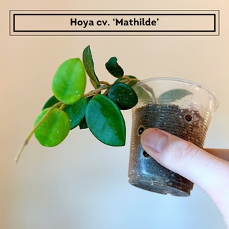 Hoya 'Mathilde' plant in Chesterfield, Virginia