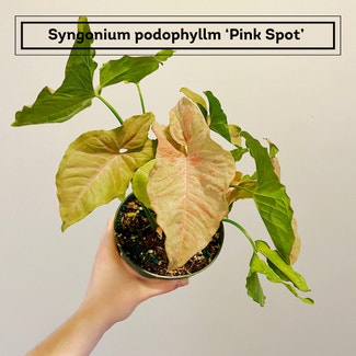 Syngonium 'Pink Spot' plant in Chesterfield, Virginia