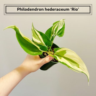 Philodendron 'Rio' plant in Chesterfield, Virginia