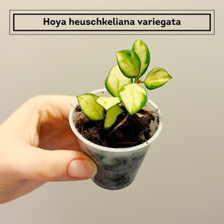 Hoya heuschkeliana variegata plant in Chesterfield, Virginia