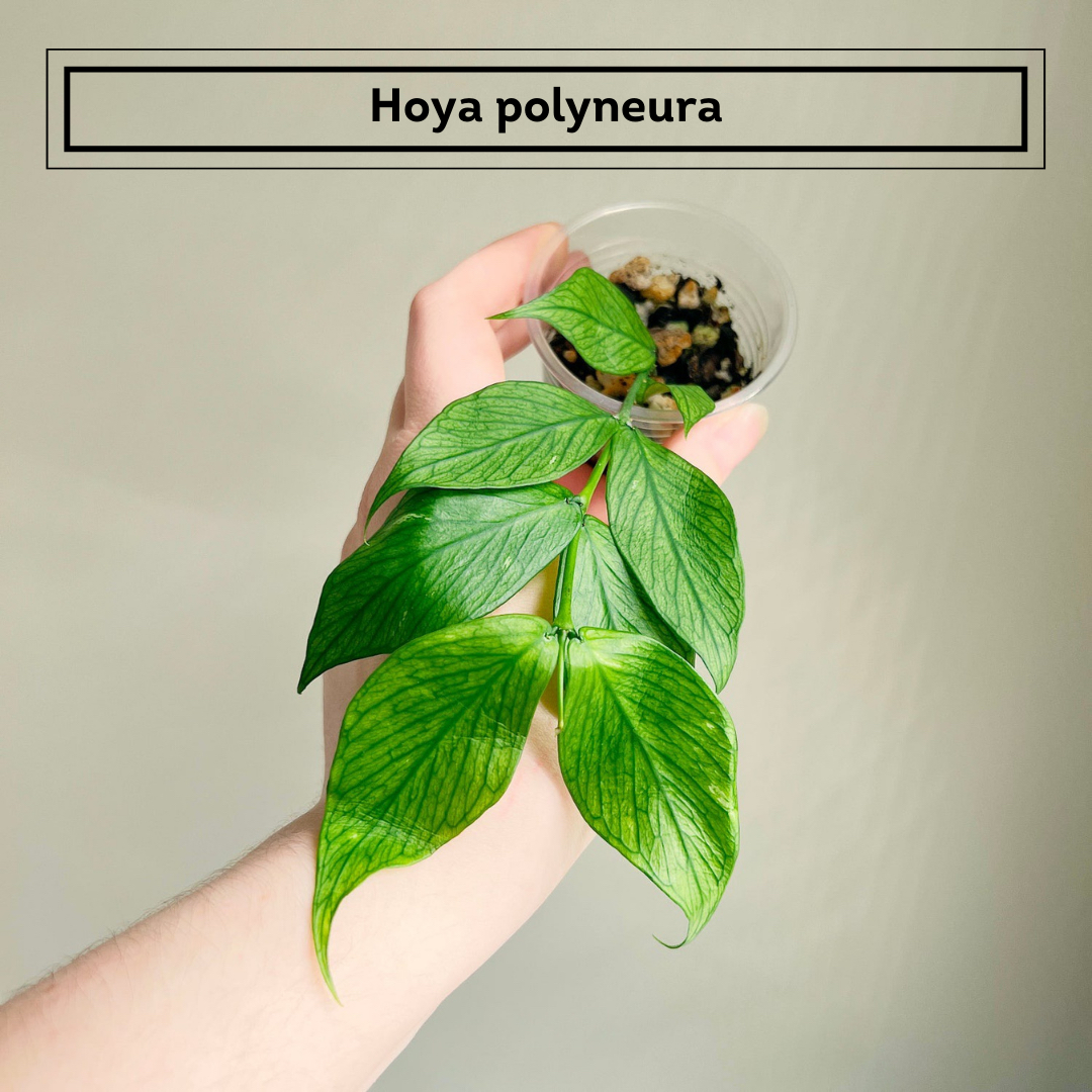 (hoya) Dumpling