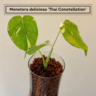 Thai Constellation Monstera plant in Chesterfield, Virginia