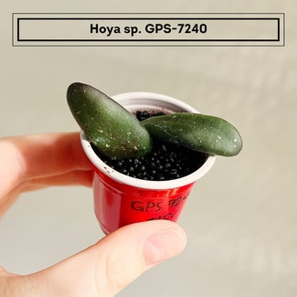 Hoya GPS 7240 plant in Chesterfield, Virginia