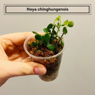 Hoya Chinghungensis plant in Chesterfield, Virginia
