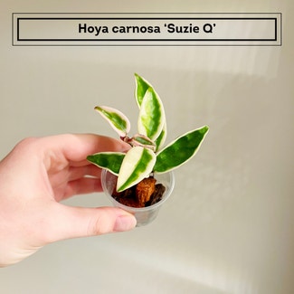 Hoya Suzie Q plant in Chesterfield, Virginia