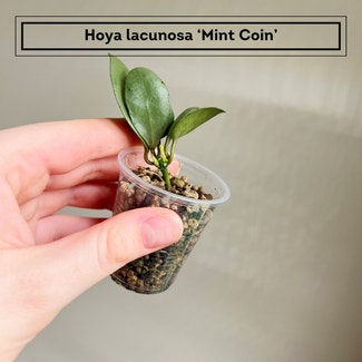 Hoya lacunosa plant in Chesterfield, Virginia