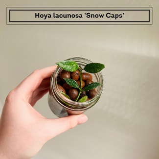 Snow Caps Hoya Lacunosa plant in Chesterfield, Virginia