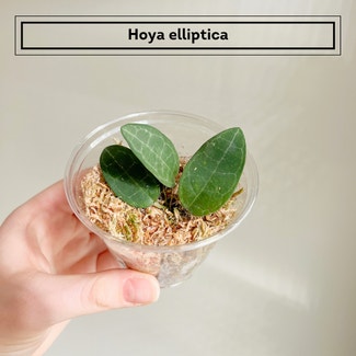 Hoya elliptica plant in Chesterfield, Virginia