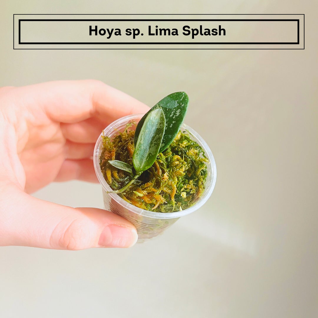 Personalized Hoya Lima Splash Care: Water, Light, Nutrients | Greg App