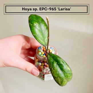Hoya Larisa plant in Chesterfield, Virginia
