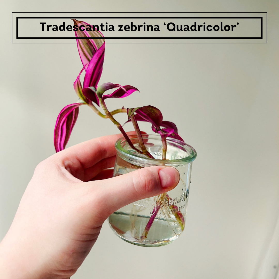 (trades.) Gumdrop