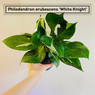White Knight plant in Chesterfield, Virginia