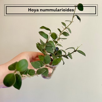 Hoya nummularioides plant in Chesterfield, Virginia
