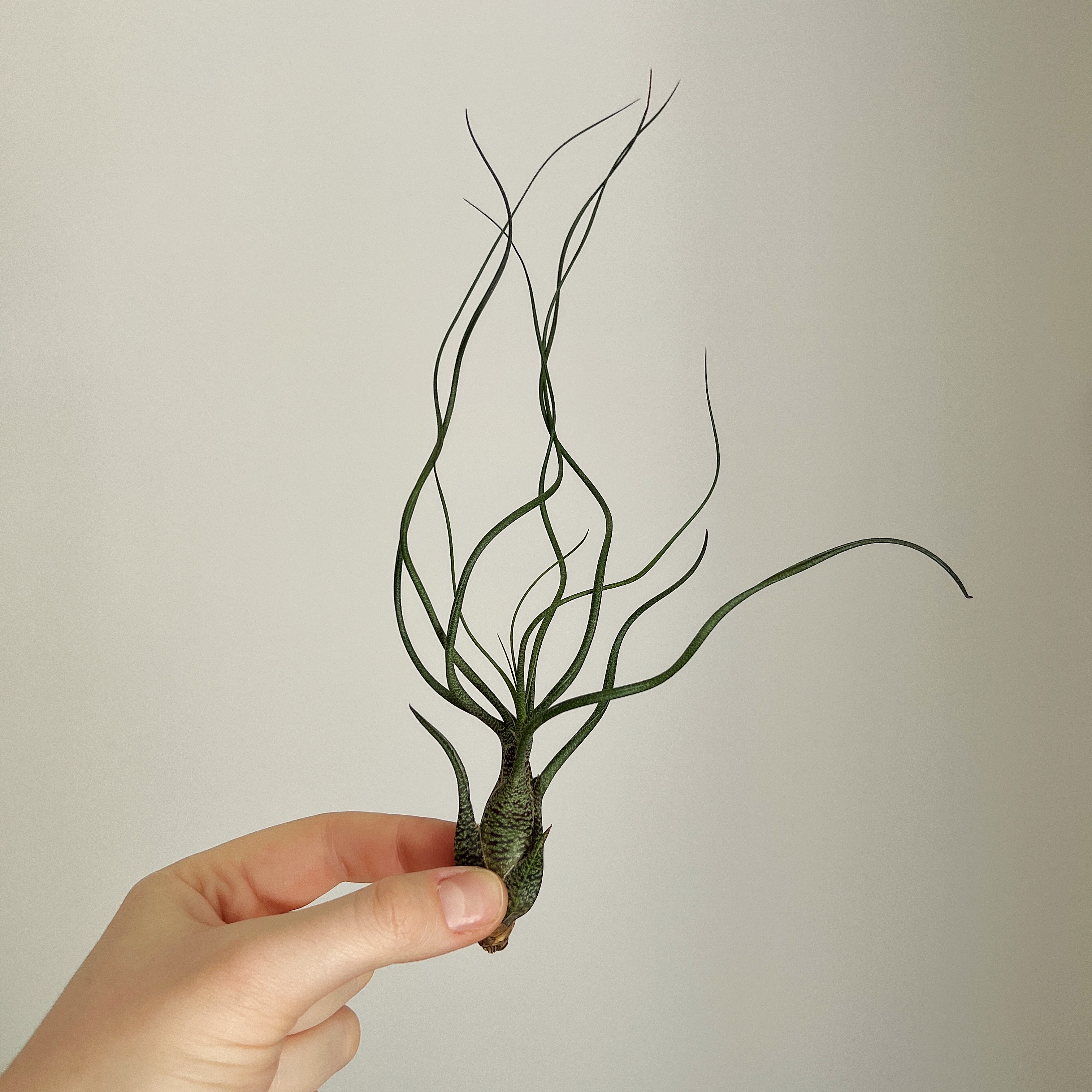 Tillandsia butzii plant held by a hand against a plain background.