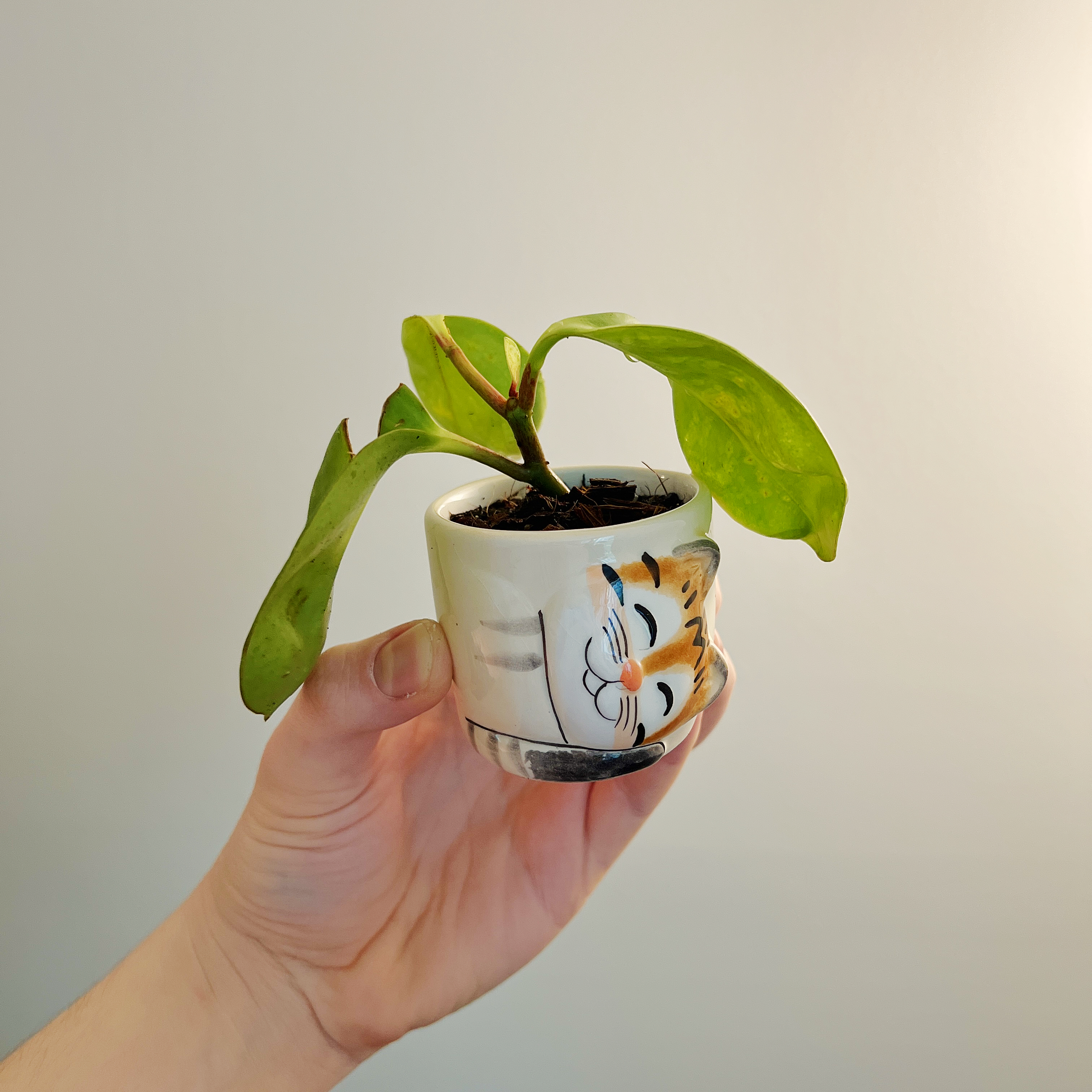 A Marble Peperomia plant in a small decorative pot, held by a hand. Some leaves show yellowing and browning.