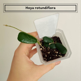 Hoya rotundiflora plant in Chesterfield, Virginia