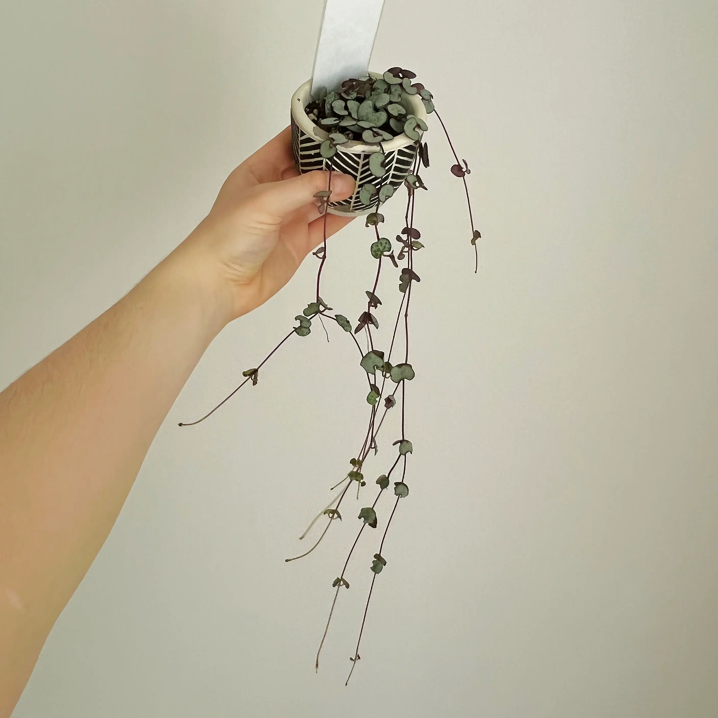 String of Hearts 'Silver Glory' plant held by a hand, trailing leaves.