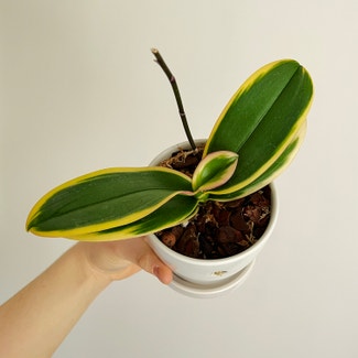 Mini Moth Orchid 'China E Yenlin' plant in Chesterfield, Virginia